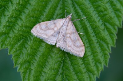 Paracorsia repandalis (-)