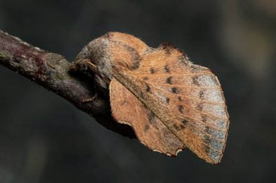 Phyllodesma tremulifolia (bourovec zejkovaný)
