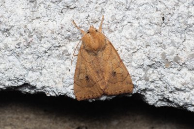 Enargia paleacea (blýskavka žlutá)