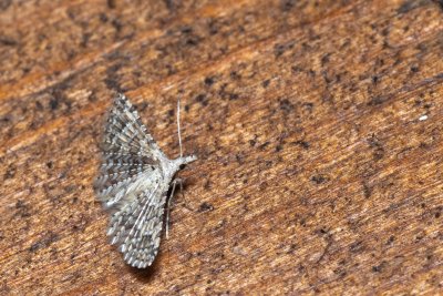 Alucita sp.