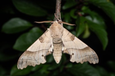 Marumba quercus (lišaj dubový)