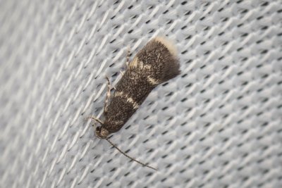 Elachista pullicomella (-)