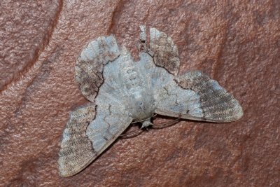 Pingasa sp.