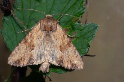 Apamea sublustris (šedavka žlutá)
