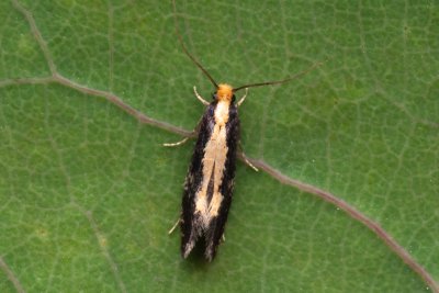 Monopis obviella (-)