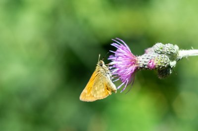 soumračník rezavý