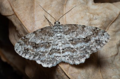Ectropis crepuscularia (různorožec orlíčkový)