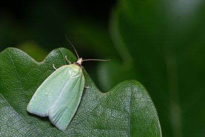 Tortrix viridana (obaleč dubový)