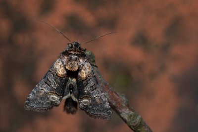 Abrostola sp.