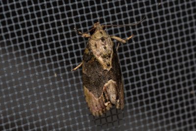 Etanna albisecta (-)