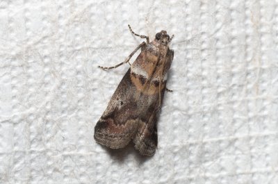 Acrobasis sodalella (-)