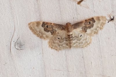 Idaea rusticata (žlutokřídlec polní)