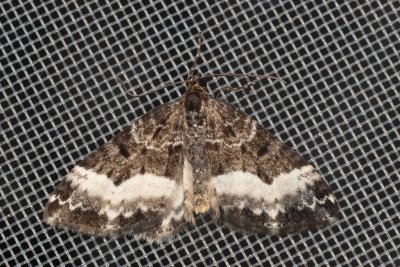 Euphyia unangulata (píďalka jednozubá), PP Pohoří na Šumavě