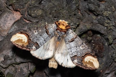 Phalera bucephala (vztyčnořitka lipová)