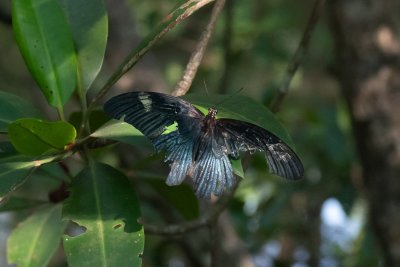 Papilio agenor (-)