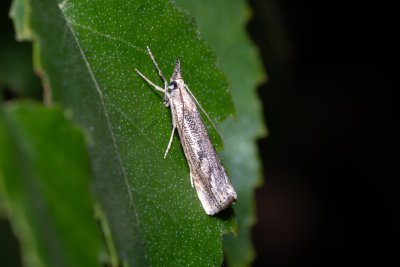 Agriphila geniculea (-)