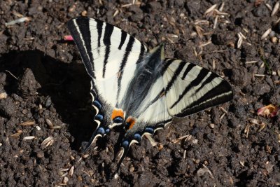 Iphiclides podalirius (otakárek ovocný)