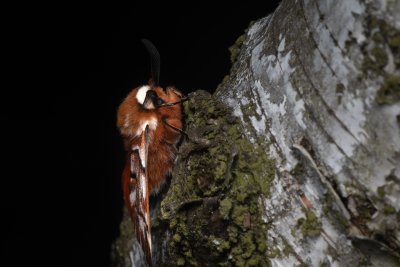 Endromis versicolora (strakáč březový), NPR Radostínské rašeliniště