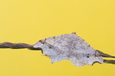 Macaria alternata (kropenatec dubový)