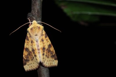 Xanthia icteritia (zlatokřídlec vrbový)