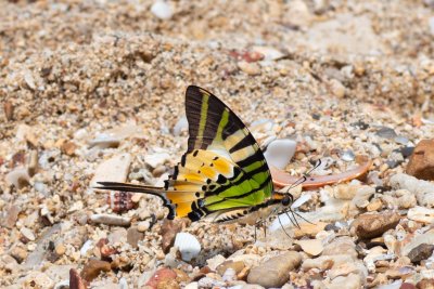 Graphium antiphates (-)