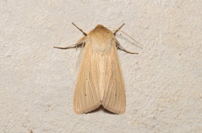 Mythimna pallens (plavokřídlec stepní)