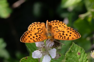 perleťovec ostružinový