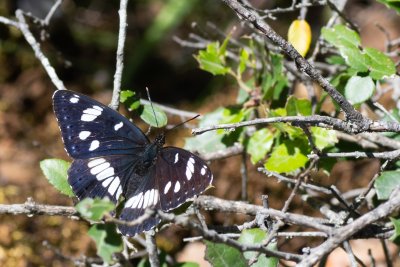 Limenitis reducta (bělopásek jednořadý)