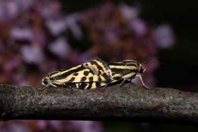 Emmelia trabealis (světlopáska svlačcová)