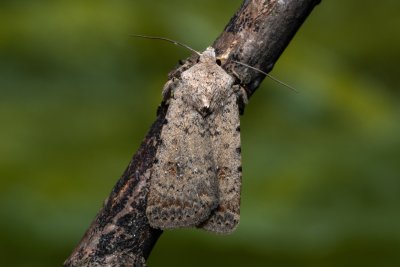 Caradrina clavipalpis (blýskavka čtyřtečná)