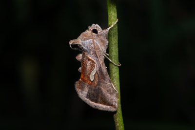 Macdunnoughia confusa (kovolesklec řebříčkový)