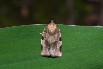 Choristoneura hebenstreitella (obaleč jeřábový)