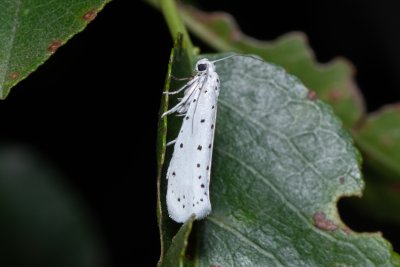 Yponomeuta sp.