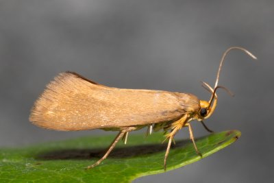 Crassa unitella (-)