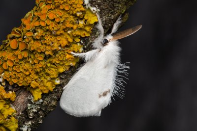 Euproctis similis (bekyně pižmová)