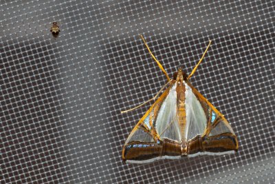 Agrioglypta eurytusalis (-)