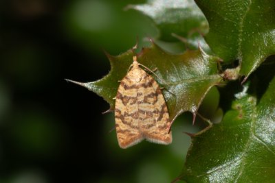 Aleimma loeflingiana (obaleč dubinový)