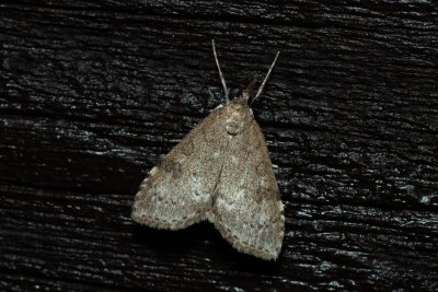 Udea prunalis (zavíječ trnkový)