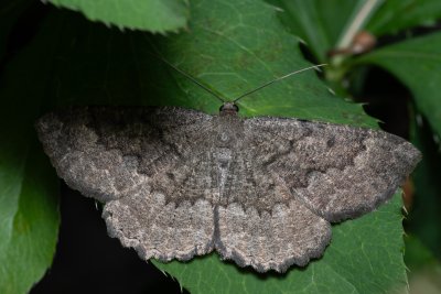 Gnophos furvata (šerokřídlec jitrocelový)