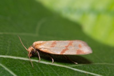 Clepsis pallidana (obaleč pelyňkový)
