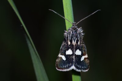 Eurrhypis pollinalis (zavíječ skvrnitý)