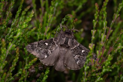 Cosmotriche lobulina (bourovec měsíčitý), PP Pohoří na Šumavě