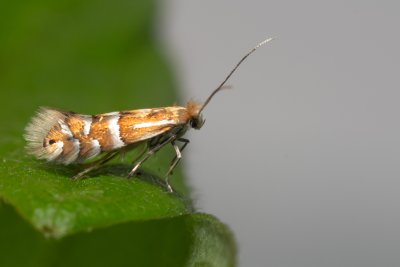 Phyllonorycter ulmifoliella (-)