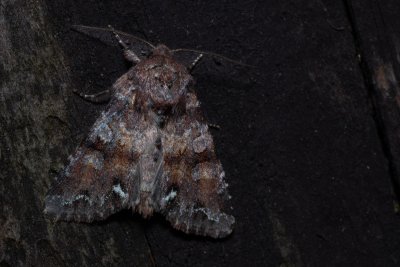 Ceramica pisi (můra hrachová)