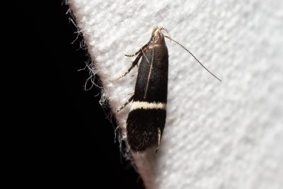 Aproaerema sp.