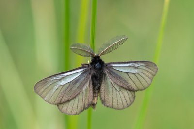 Penthophera morio (smutník jílkový)