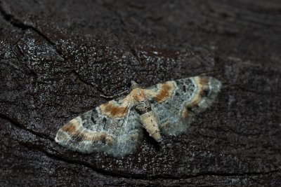 Eupithecia linariata (píďalička květelová)