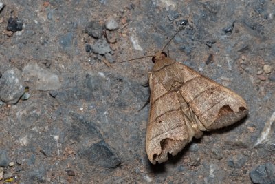 Bocula sp.