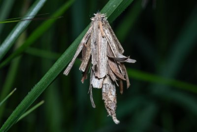 Canephora hirsuta (vakonoš trávový)