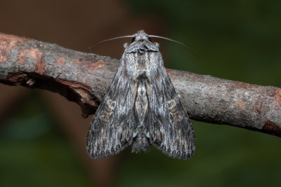Cucullia xeranthemi (kukléřka zlatovlásková)